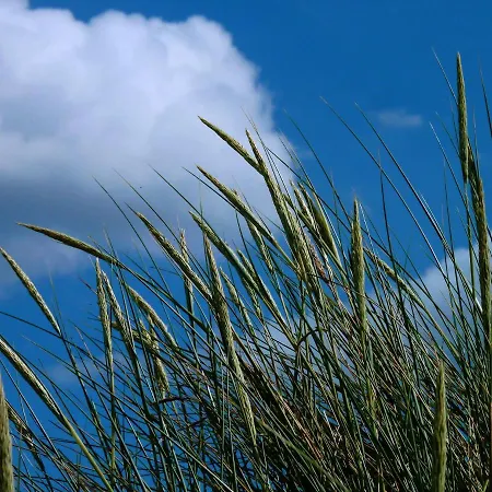 An Bord Apartamento Dangast